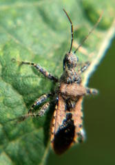 Coranus pullus