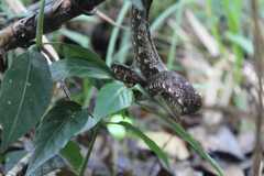 Craspedocephalus puniceus