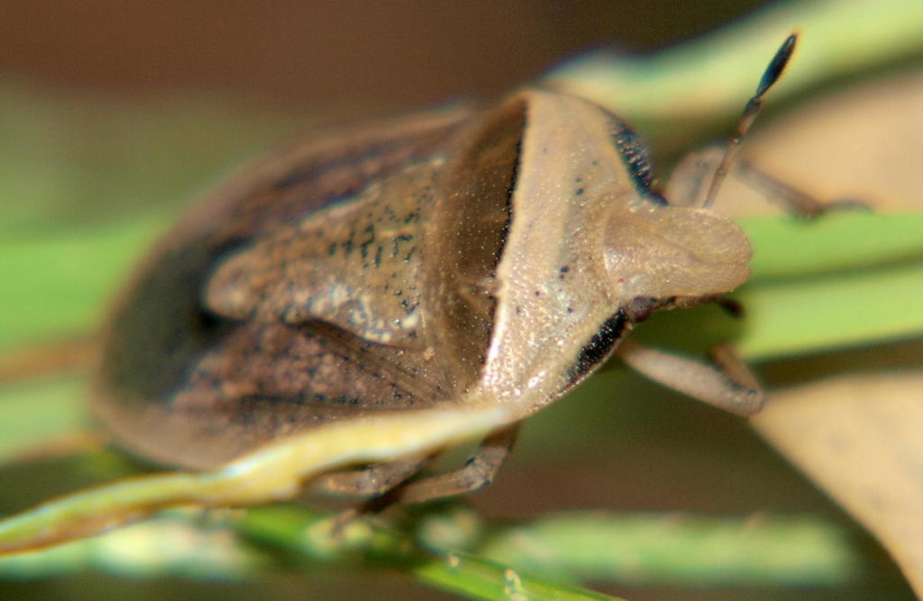Dalsira affinis