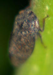 Gannia