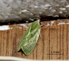 Earias