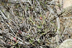 Lampranthus spiniformis