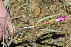 Lampranthus spiniformis