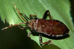 Anoplocnemis capucina
