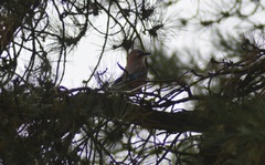 Garrulus glandarius