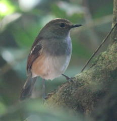 Copsychus albospecularis