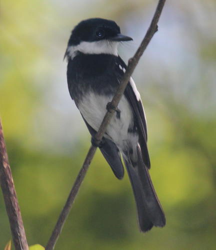 Ward's Vanga
