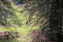 Meleagris gallopavo merriami