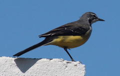 Motacilla flaviventris