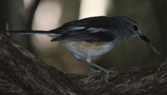 Copsychus albospecularis