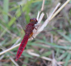 Crocothemis