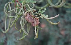 Cephalotelium macowanianum