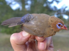 Granatina ianthinogaster