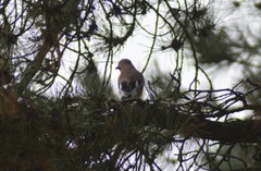 Garrulus glandarius