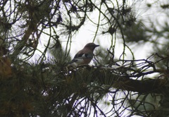 Garrulus glandarius