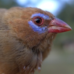 Granatina ianthinogaster
