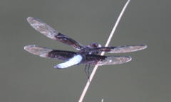 Thermorthemis madagascariensis