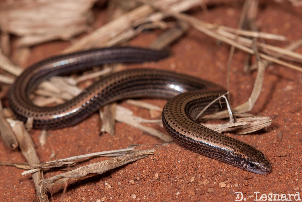 Durban Dwarf Burrowing Skink
