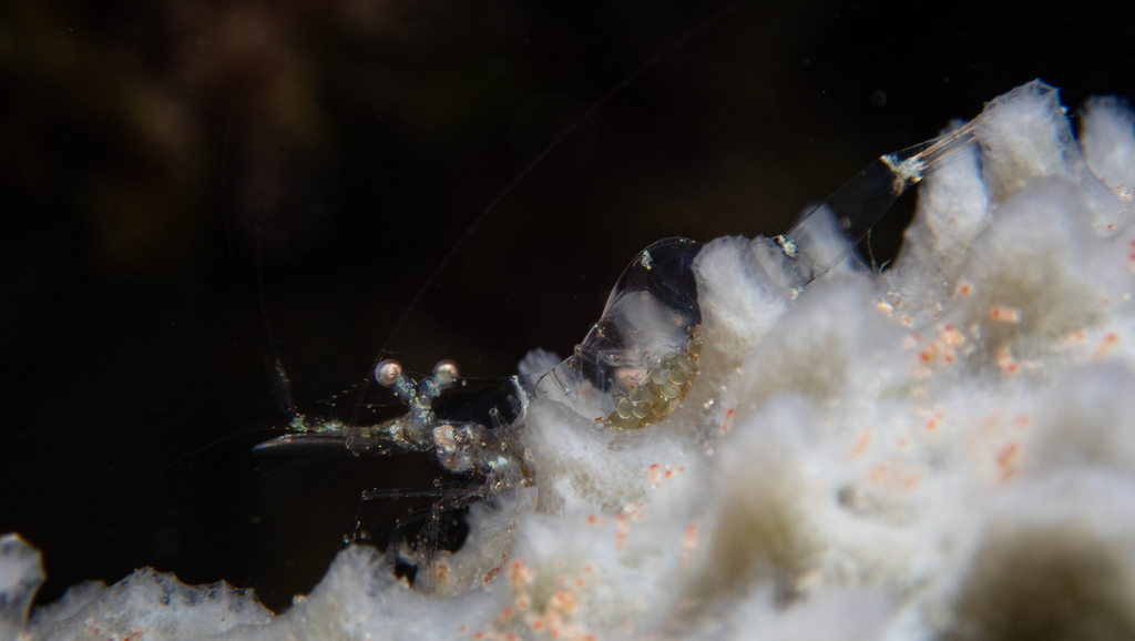 Periclimenes colesi