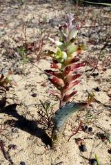 Lachenalia marginata