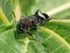 Carinoclytus semiruber