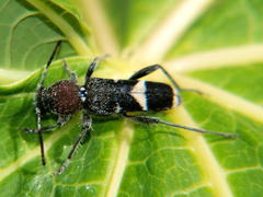 Carinoclytus semiruber