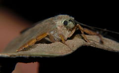 Polymorphanisus bipunctatus