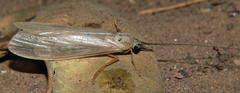 Polymorphanisus bipunctatus