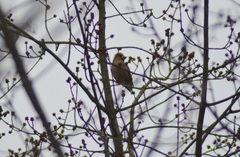 Coccothraustes coccothraustes