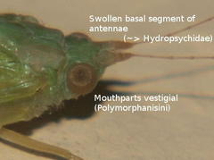 Aethaloptera dispar