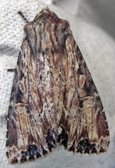 Apamea lignicolora