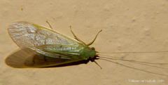 Aethaloptera dispar