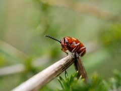 Crioceris duodecimpunctata