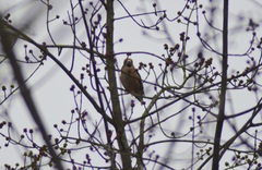 Coccothraustes coccothraustes
