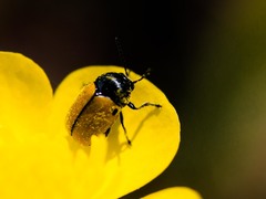 Cryptocephalus rugicollis