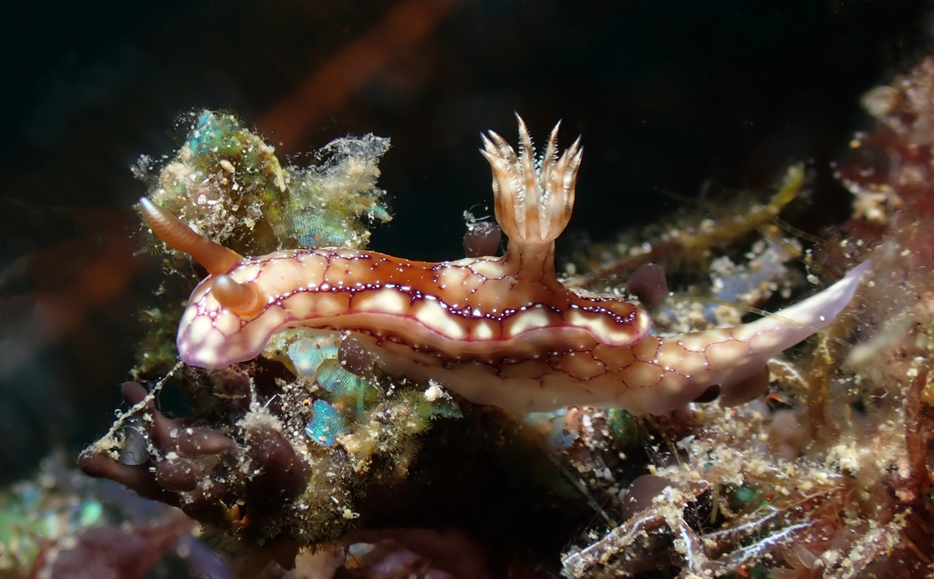Hypselodoris krakatoa