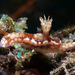克拉托瓦高澤海蛞蝓 - Photo 由 Robin Gwen Agarwal 所上傳的 (c) Robin Gwen Agarwal，保留部份權利CC BY-NC