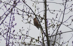 Coccothraustes coccothraustes