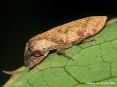 Gasteroclisus