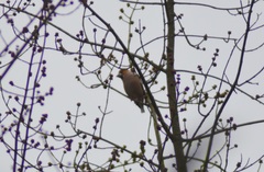 Coccothraustes coccothraustes