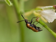 Deraeocoris punctum