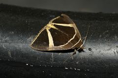 Fodina contigua