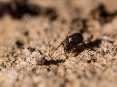 Enoplognatha mandibularis