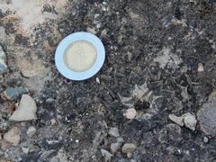 Ariocarpus kotschoubeyanus