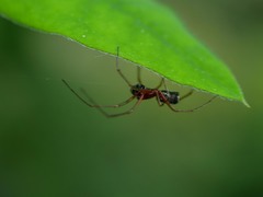 Frontinellina frutetorum