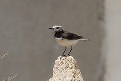 Oenanthe pleschanka
