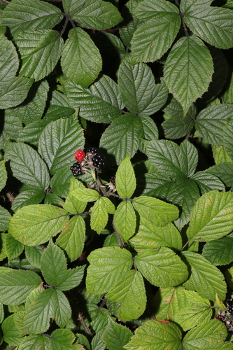 Image of Rubus dasyphyllus by no rights reserved