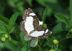 Janatella leucodesma