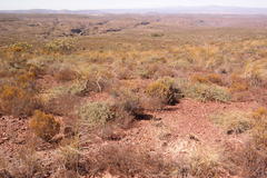 Aspalathus spinosa glauca