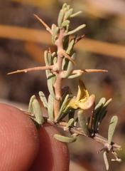 Aspalathus spinosa glauca